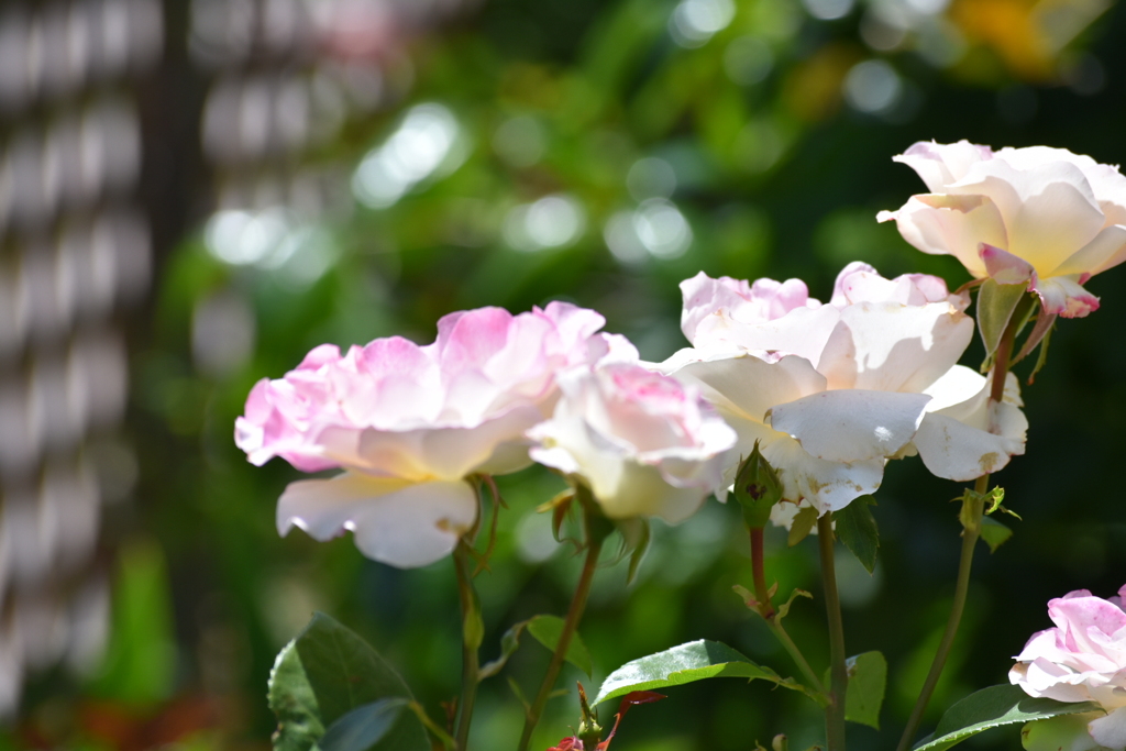 庭の薔薇