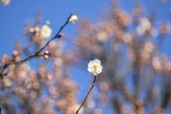 咲き始めた梅の花 1