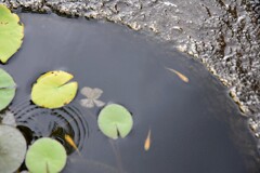 めだか