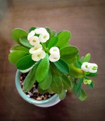 花キリン