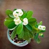 花キリン