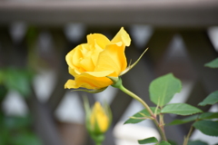 庭の薔薇