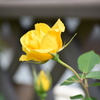 庭の薔薇