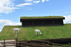 屋根の上のヤギ