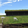 屋根の上のヤギ