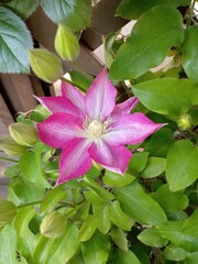 一番花