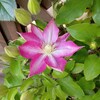 一番花