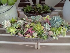 多肉の寄せ植え