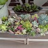 多肉の寄せ植え