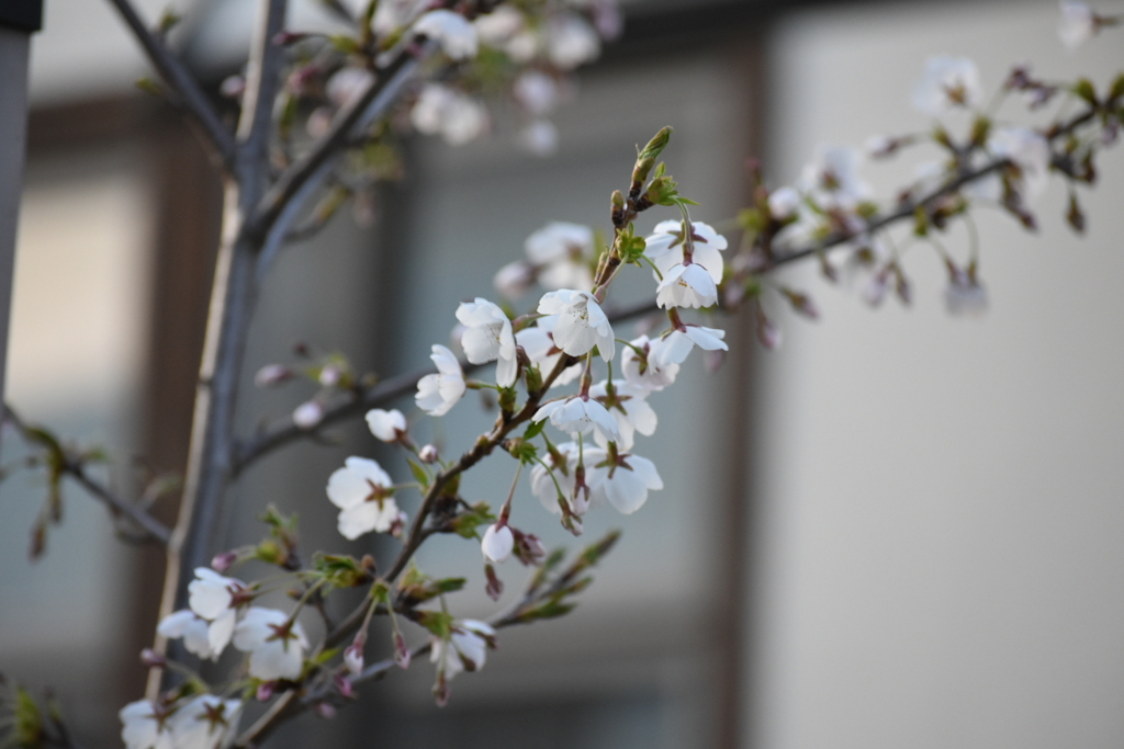 庭の桜