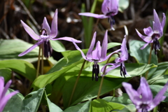 カタクリの花