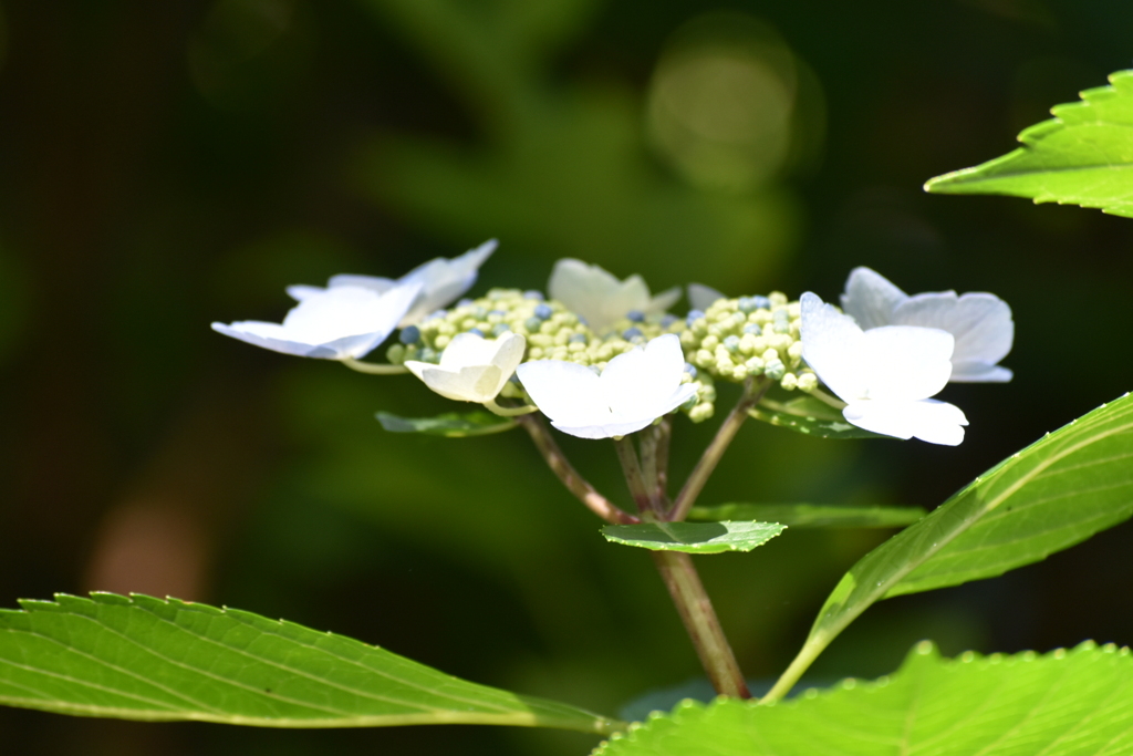 紫陽花