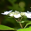 紫陽花