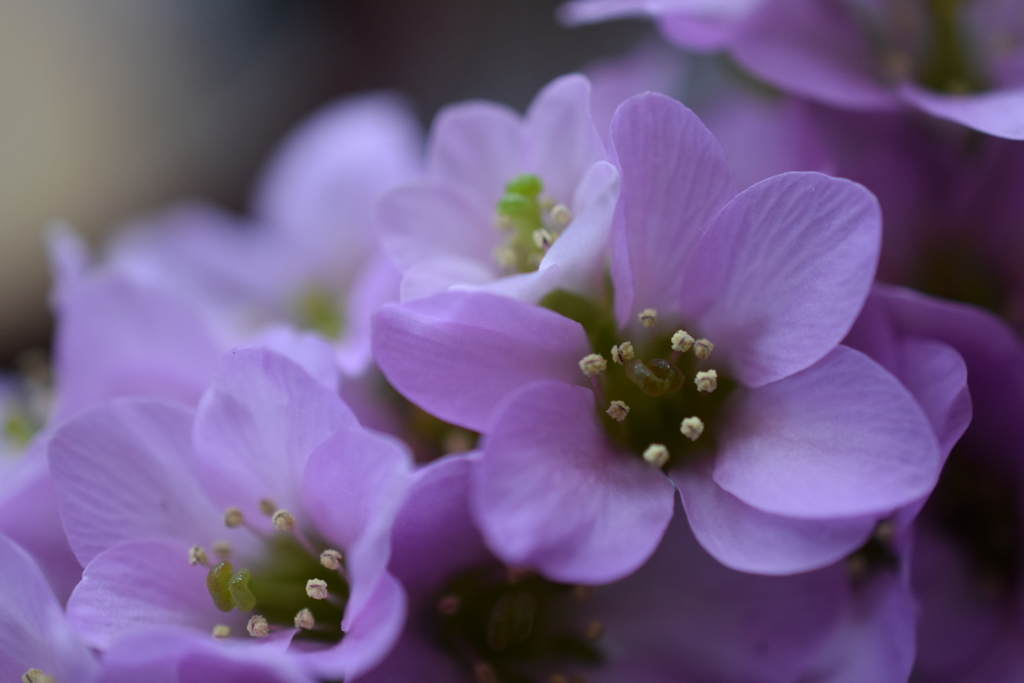 庭の花