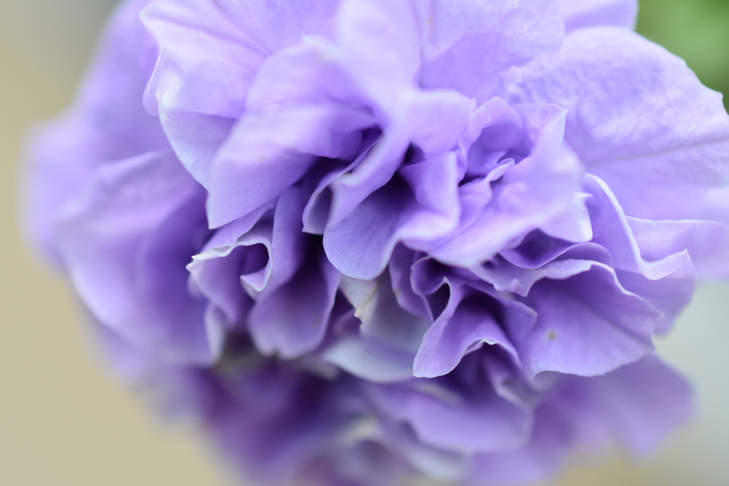 八重咲きペチュニア