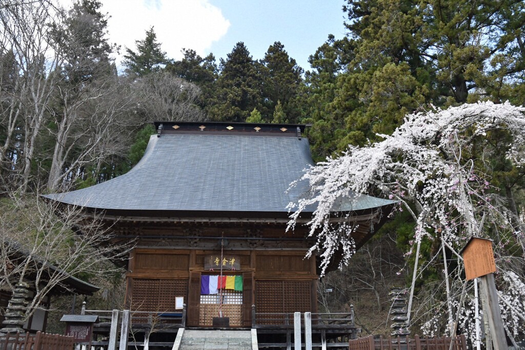 津金寺観音堂と枝垂れ桜