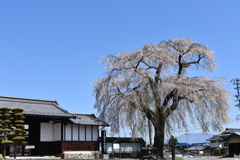 信廣寺のしだれ桜