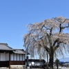 信廣寺のしだれ桜