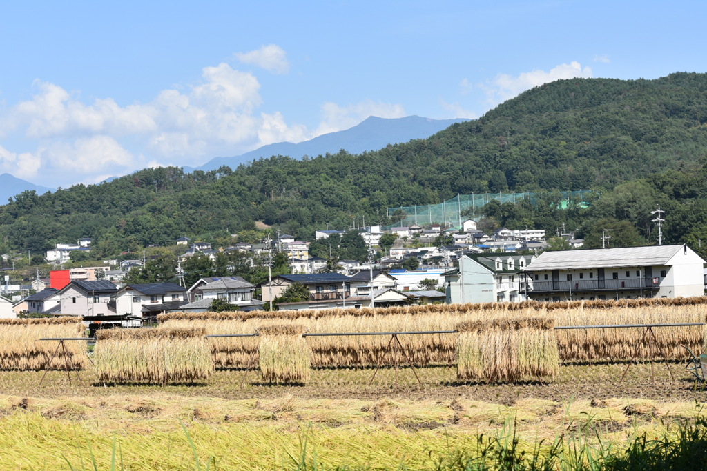 はぜかけ