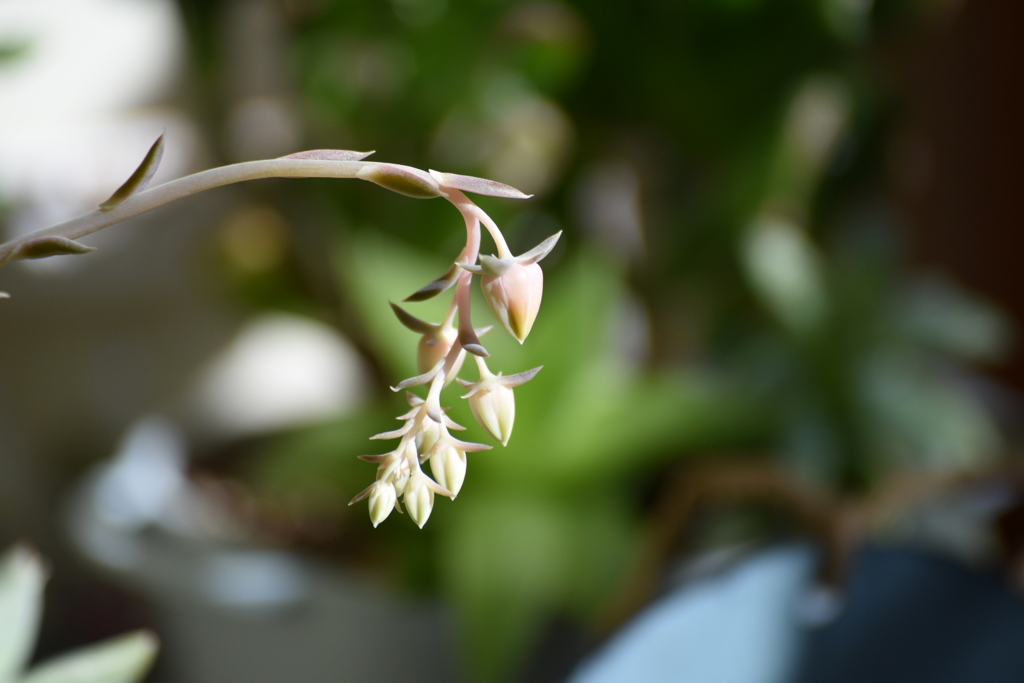 多肉の花