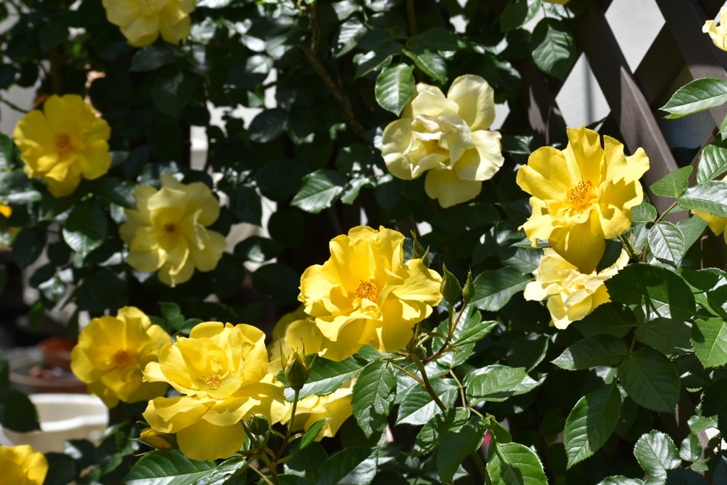 庭の薔薇