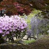 ツツジと藤と