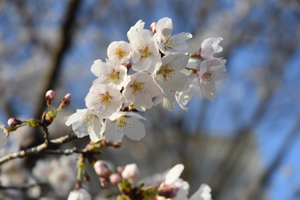 桜色々
