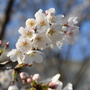 桜色々