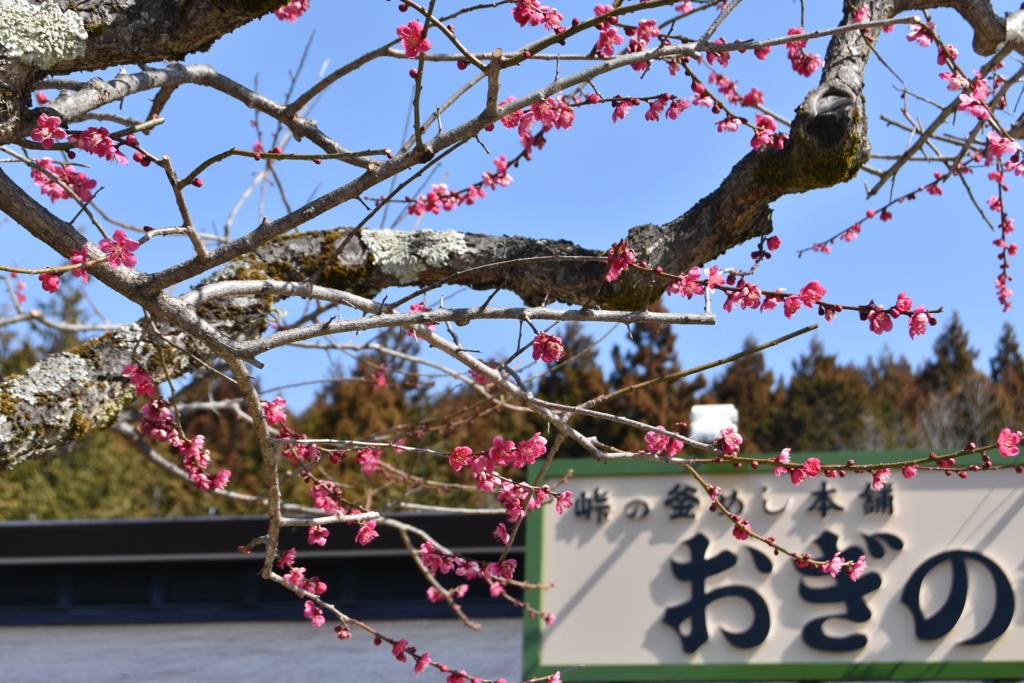 横川の梅