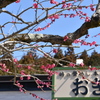 横川の梅
