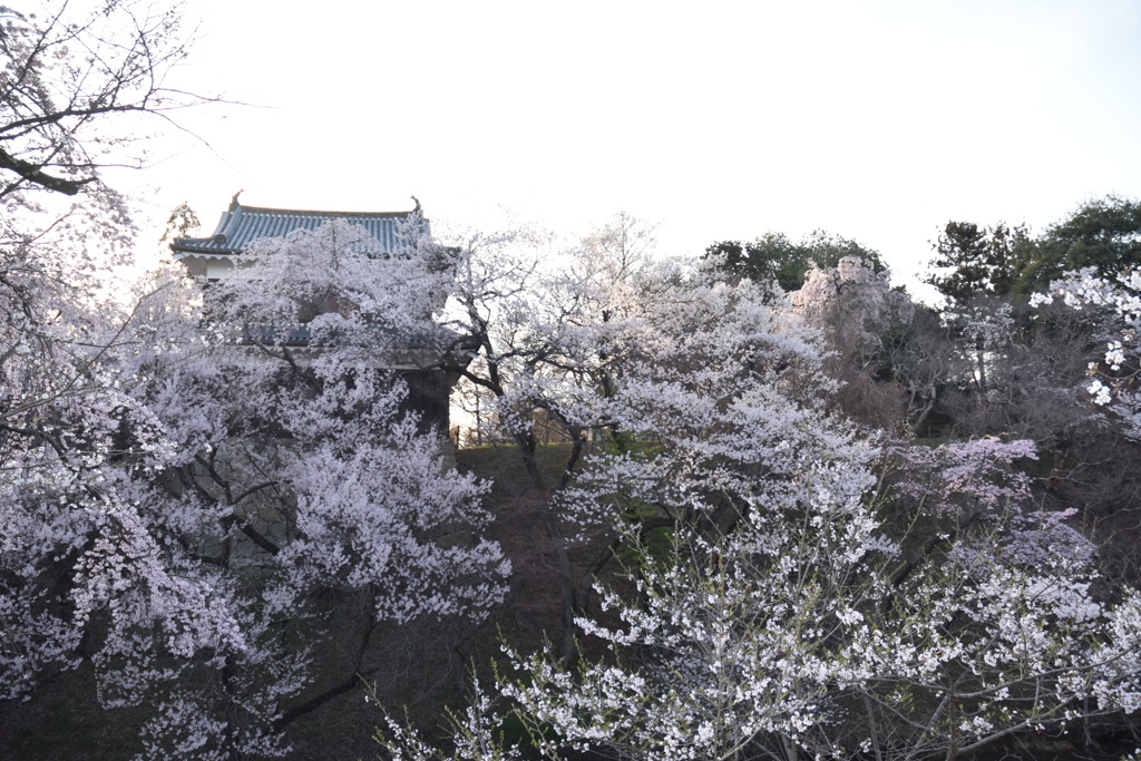 上田城千本桜まつり