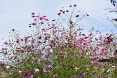 秋桜