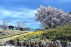 桜と水仙
