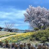 桜と水仙