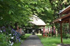あじさい寺