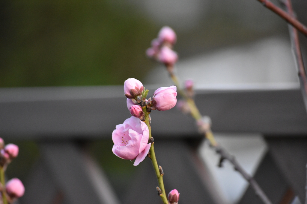 庭の花桃
