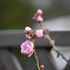 庭の花桃