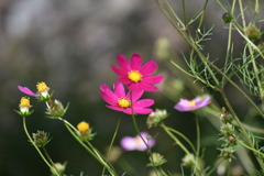 秋桜