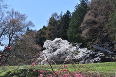 桜と花桃