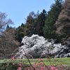 桜と花桃