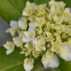 庭の紫陽花