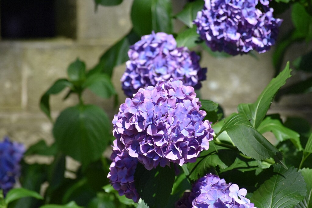 紫陽花