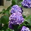 紫陽花