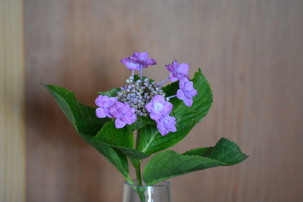 最後の紫陽花