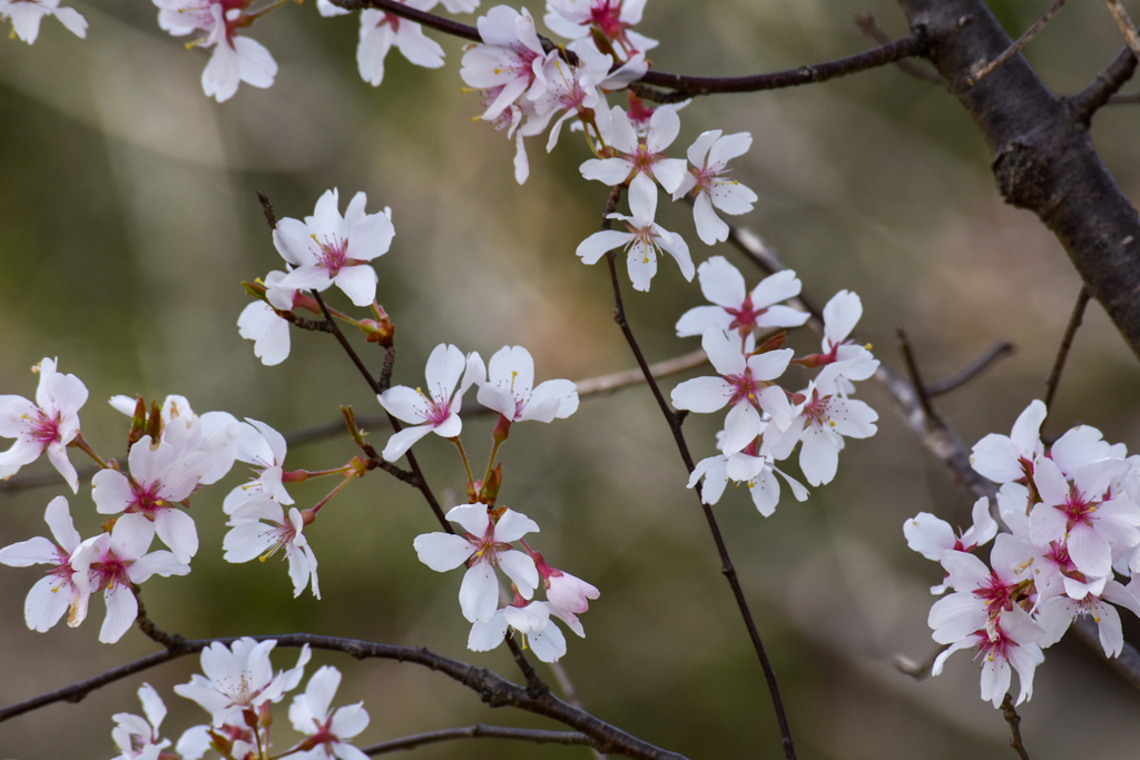 桜　いろいろ