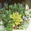 多肉の寄せ植え