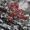 初雪と南天