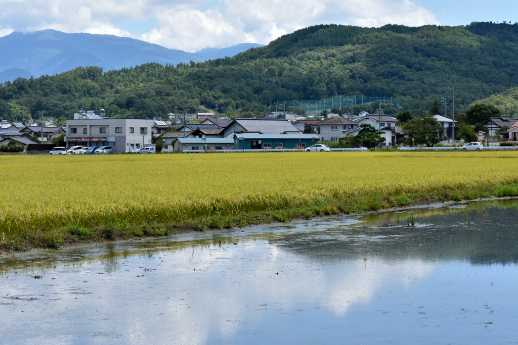 ８月の田圃