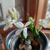 オーニソガラム