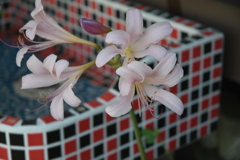 夏水仙
